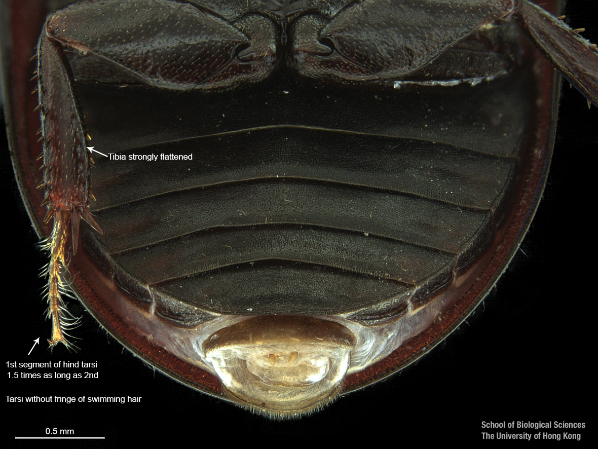 Hind coxal proess and last sternite